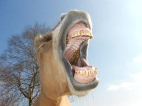 Gebit Een goed gebit is van levensbelang voor uw paard