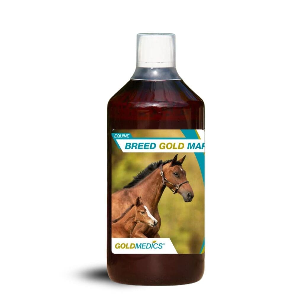 Breed-Gold-Mare