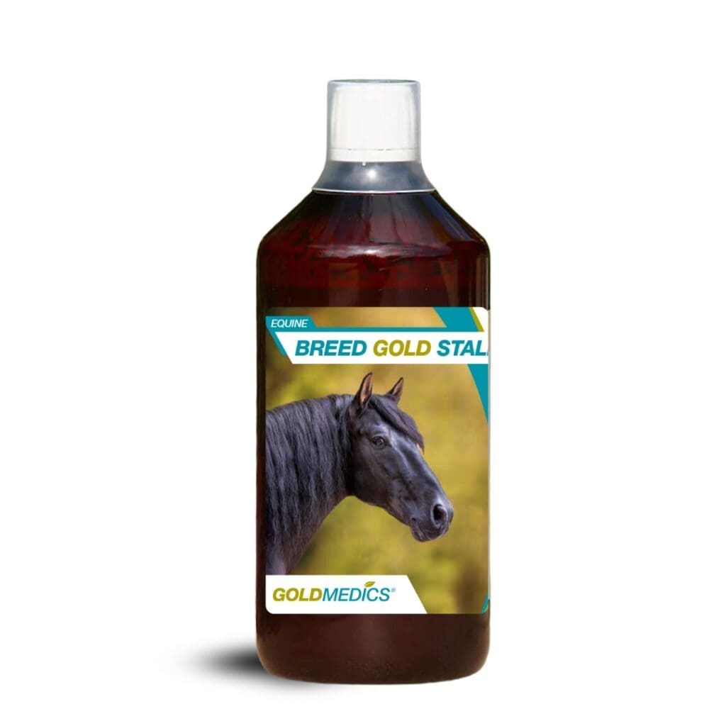Breed Gold Stallion